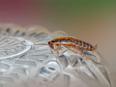 About Friendly Wasp Nest Removal - wasp nest removal experts in Friendly